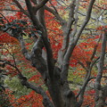Photos: 京都・嵐山12