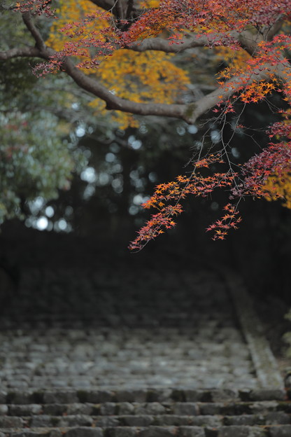 京都・嵐山10