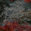 Photos: 京都・嵐山07