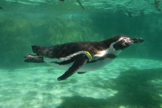 フンボルトペンギンの泳ぎ
