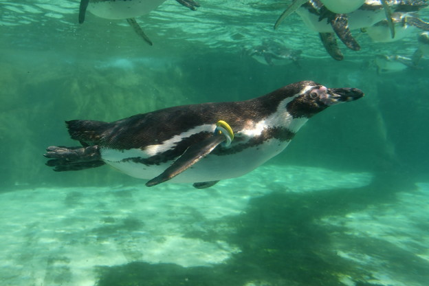 フンボルトペンギンの泳ぎ