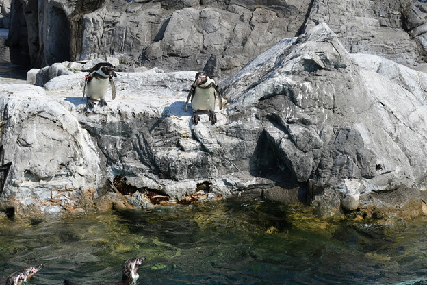 Photos: ペンギンが飛び込む直前