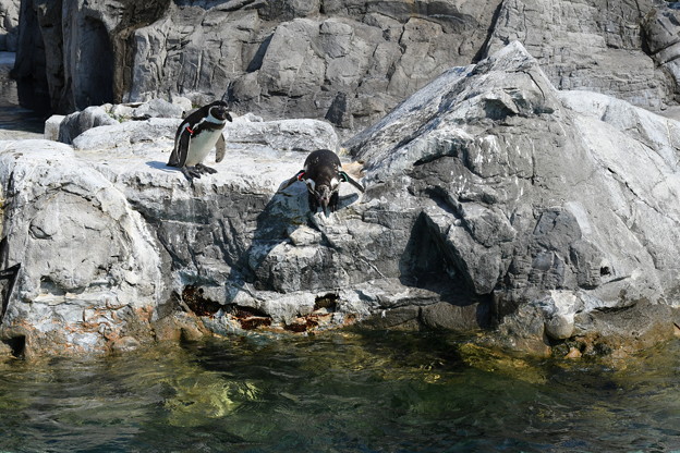 Photos: ペンギンが飛び込む (1)