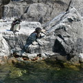Photos: ペンギンが飛び込む (1)