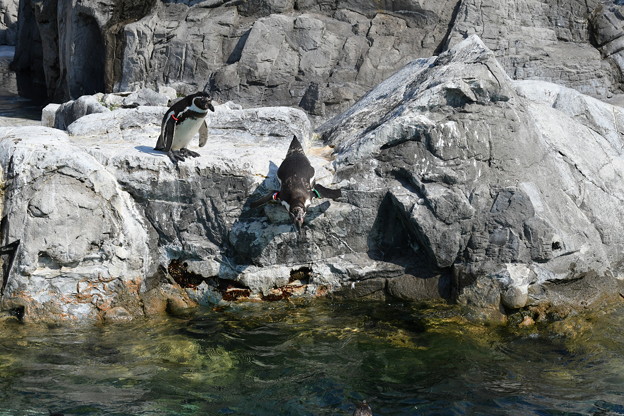 Photos: ペンギンが飛び込む (2)