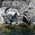 Photos: ペンギンが飛び込む (2)