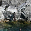 Photos: ペンギンが飛び込む (3)