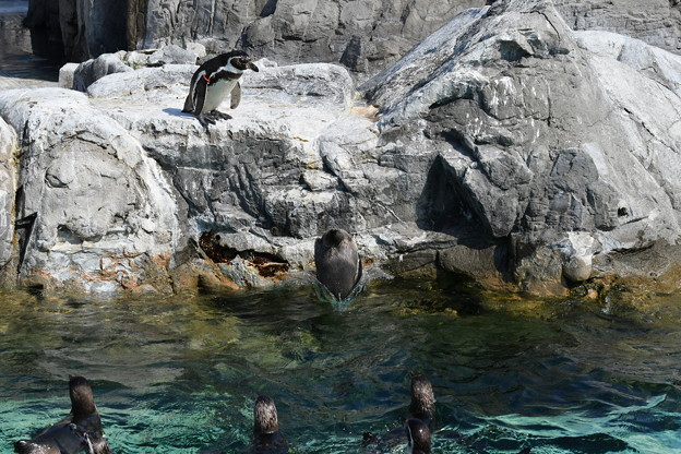 Photos: ペンギンが飛び込む (4)