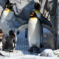 Photos: コウテイペンギンとミナミイワトビペンギン