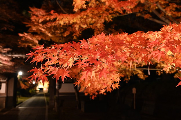 Photos: 東漸寺の紅葉 (ライトアップ)
