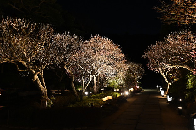 長谷寺の梅 (ライトアップ)