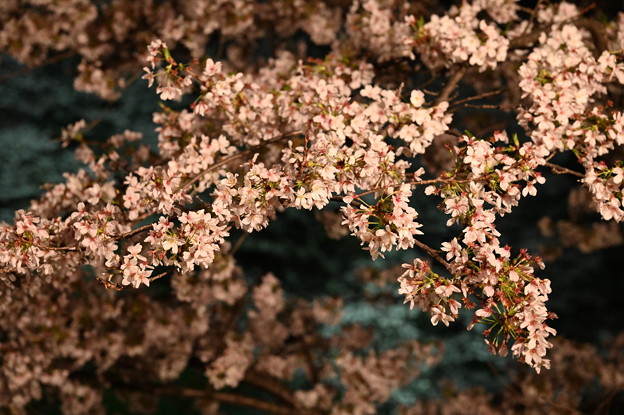 千鳥ヶ淵の桜 (ライトアップ)