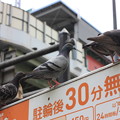 Photos: 鳩