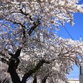 Photos: 歩道の桜