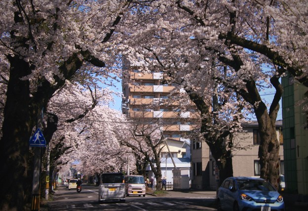 桜大通りの桜