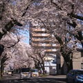Photos: 桜大通りの桜