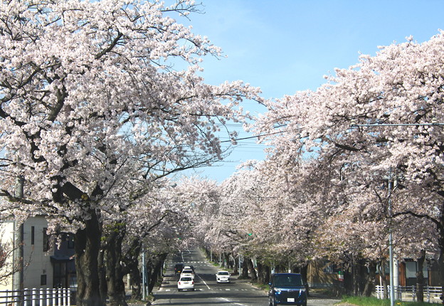 Photos: 桜川の桜