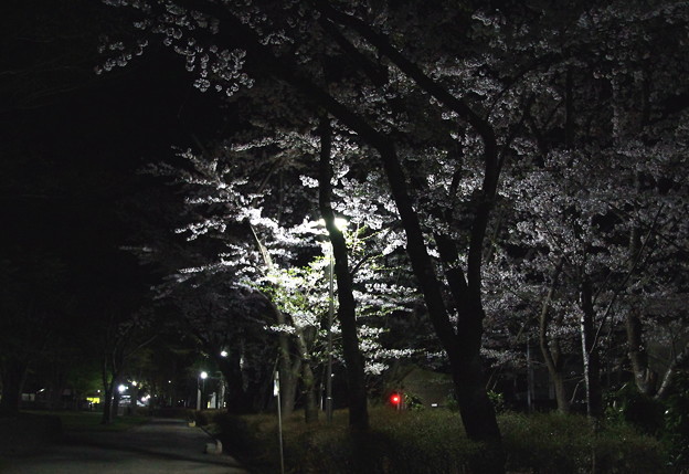 平和公園の夜桜