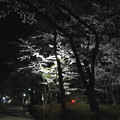 Photos: 平和公園の夜桜