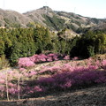 Photos: 桃の花と山