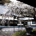 Photos: 西光寺の枝垂れ桜