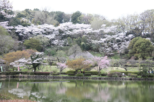 薬師池の桜風景