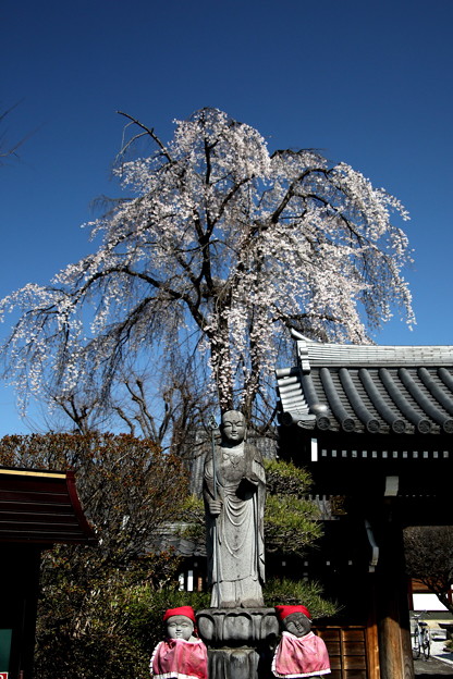 Photos: 長青寺の枝垂れ桜