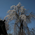 Photos: 長青寺の枝垂れ桜２