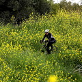 菜の花畑を走るサイクリング