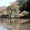 桜水面への反映