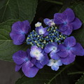 Photos: 紫陽花のブルーの色彩