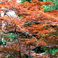 Photos: 秋？　モミジの若葉の色彩