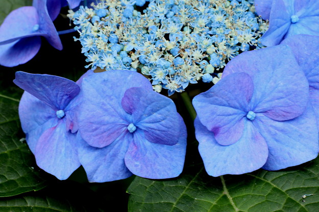 山紫陽花のブルー