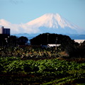 Photos: 所沢市からの富士山