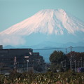 Photos: 朝の富士山