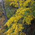 黄色いモミジの紅葉（谷川岳）