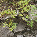 葉の緑と岩風景