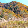 ススキと山の紅葉風景