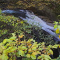 照葉峡　岩魚の滝の紅葉１