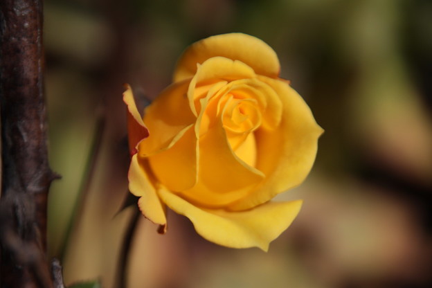 Photos: 赤い蕾の薔薇　黄色い花でした。