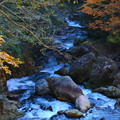 秋の渓流の流れ照葉峡