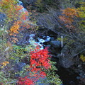 照葉峡の渓流の紅葉３
