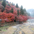 Photos: 雨降る香嵐渓の秋