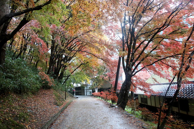 紅葉の散策道　香嵐渓