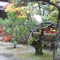 Photos: 松と紅葉と絵馬（香積寺）