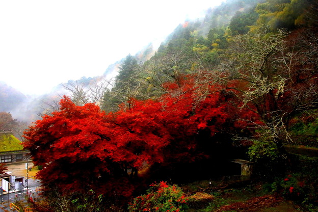 紅葉の香嵐渓雨が降る