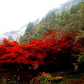 Photos: 紅葉の香嵐渓雨が降る