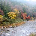 Photos: 雨の日の巴川の秋風景