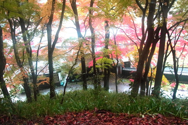 香嵐渓の紅葉色彩