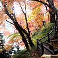 Photos: 香嵐渓の散策の紅葉